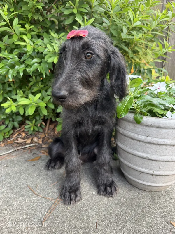 Nova-CKC Labradoodle – Labradoodle puppy for sale in Savannah, GA