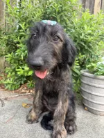 Reese-CKC Labradoodle, a female Labradoodle for sale in Savannah, GA – 1 of 8