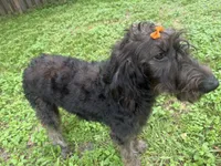 Reese-CKC Labradoodle, a female Labradoodle for sale in Savannah, GA – 3 of 10