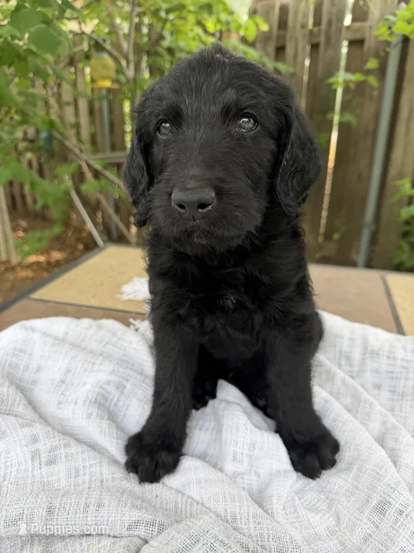 CKC Black Male 2 – Labradoodle puppy for sale in Savannah, GA