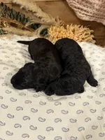 CKC Black Male 2, a male Labradoodle for sale in Savannah, GA – Photo 3 of 3