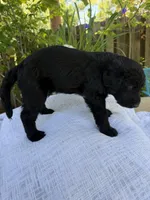 CKC Black Male 2, a male Labradoodle for sale in Savannah, GA – Photo 4 of 9