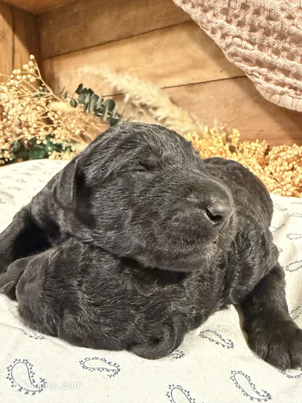 CKC Black Male 2 – Labradoodle puppy for sale in Savannah, GA
