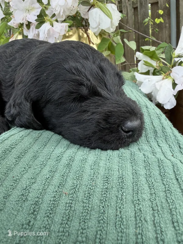 CKC Black Male 2 – Labradoodle puppy for sale in Savannah, GA
