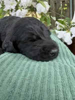 CKC Black Male 2, a male Labradoodle for sale in Savannah, GA – Photo 5 of 9