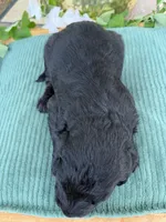 CKC Black Male 2, a male Labradoodle for sale in Savannah, GA – Photo 6 of 9