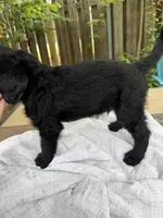 CKC Black Male 2, a male Labradoodle for sale in Savannah, GA – Photo 2 of 9
