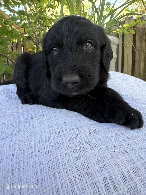 CKC Black Male 2 – Labradoodle puppy for sale in Savannah, GA