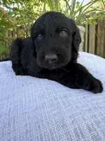CKC Black Male 2, a male Labradoodle for sale in Savannah, GA – Photo 3 of 9