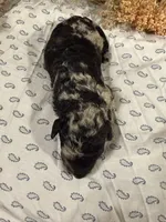 CKC Merle Male, a male Labradoodle for sale in Savannah, GA – Photo 3 of 3