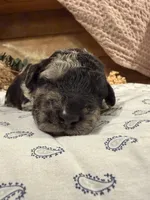 CKC Merle Male, a male Labradoodle for sale in Savannah, GA – Photo 2 of 3