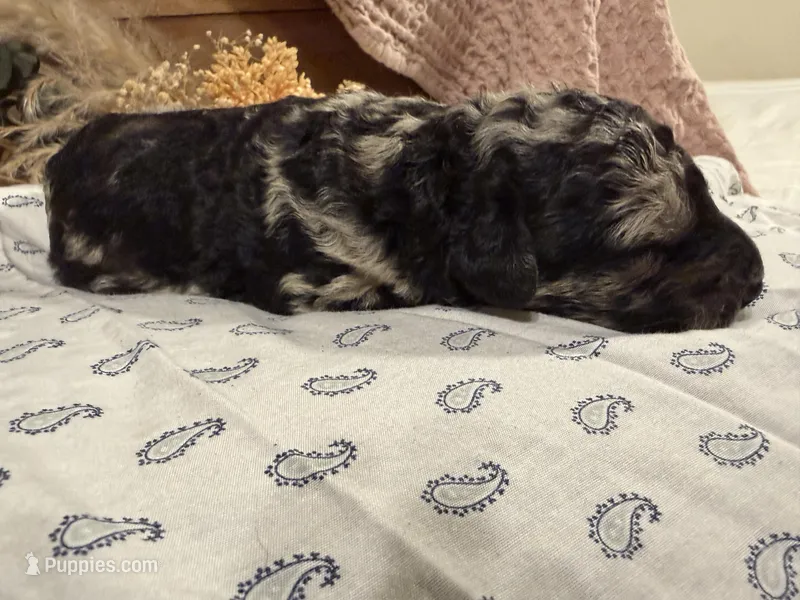 CKC Merle Male – Labradoodle puppy for sale in Savannah, GA