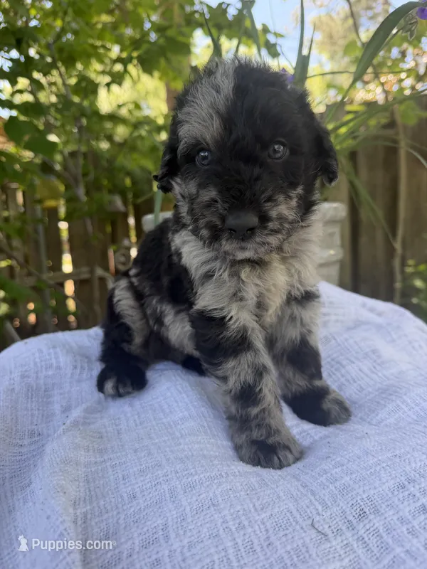 CKC Merle Male – Labradoodle puppy on hold in Savannah, GA