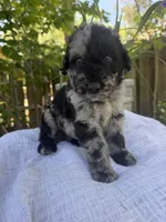 CKC Merle Male, a male Labradoodle for sale in Savannah, GA – Photo 1 of 4