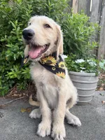 CKC Cream Male , a male Labradoodle for sale in Savannah, GA – 1 of 9