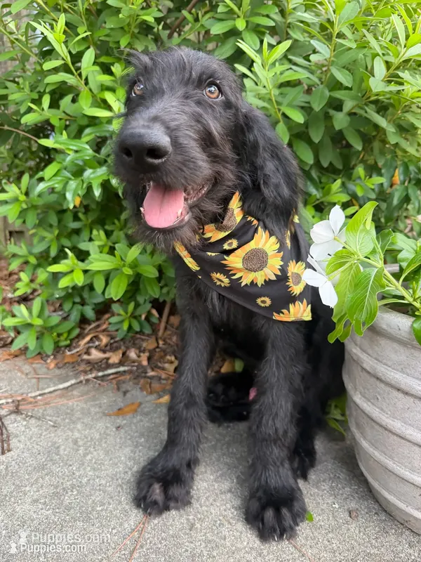 Chief-CKC Labradoodle – Labradoodle puppy for sale in Savannah, GA