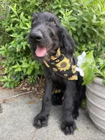 CKC Black Male, a male Labradoodle for sale in Savannah, GA – 2 of 8