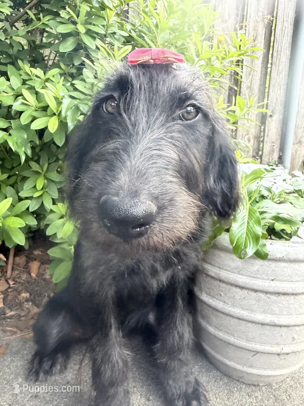 CKC Black Female – Labradoodle puppy for sale in Savannah, GA