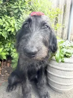 Nova-CKC Labradoodle, a female Labradoodle for sale in Savannah, GA – 2 of 7