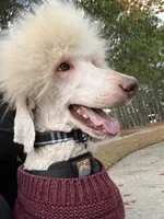 AKC/CKC Male Standard Poodle, a male Poodle - Standard  for sale in Savannah, GA – 7 of 9