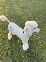AKC/CKC Male Standard Poodle, a male Poodle - Standard  for sale in Savannah, GA – 2 of 9