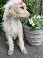 Sweet Pea-CKC Labradoodle, a female Labradoodle for sale in Savannah, GA – 2 of 9