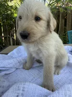 CKC Cream Male 2, a male Labradoodle for sale in Savannah, GA – Photo 3 of 9