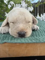 CKC Cream Male 2, a male Labradoodle for sale in Savannah, GA – Photo 5 of 9
