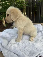 CKC Cream Male 2, a male Labradoodle for sale in Savannah, GA – Photo 2 of 9