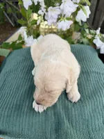 CKC Cream Male 2, a male Labradoodle for sale in Savannah, GA – Photo 6 of 9