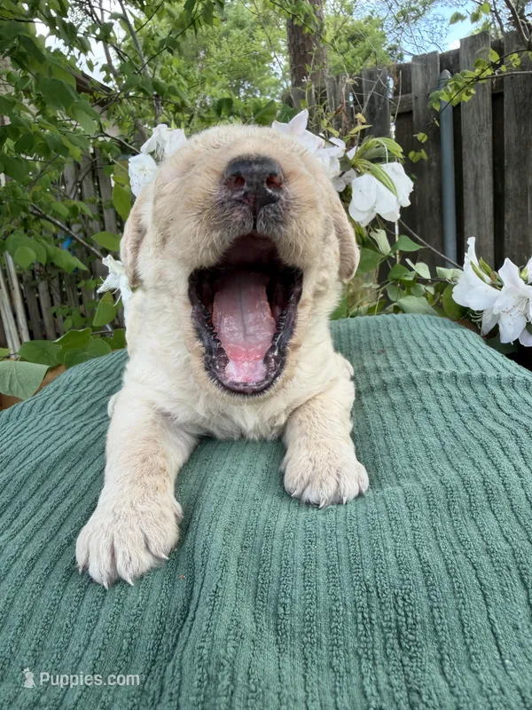 CKC Cream Male 2 – Labradoodle puppy for sale in Savannah, GA