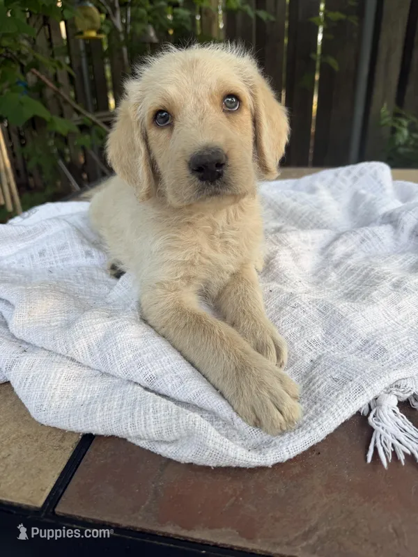 CKC Cream Male 2, a male Labradoodle for sale in Savannah, GA – Photo 1 of 9