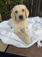 CKC Cream Male 2, a male Labradoodle for sale in Savannah, GA – Photo 1 of 9
