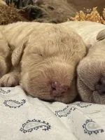 CKC Cream Male 2, a male Labradoodle for sale in Savannah, GA – Photo 1 of 3