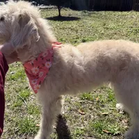 CKC F1 Labradoodle-CF, a female Labradoodle for sale in Savannah, GA – Photo 2 of 9