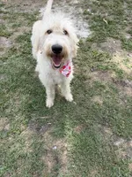 CKC F1 Labradoodle-CF, a female Labradoodle for sale in Savannah, GA – 1 of 9