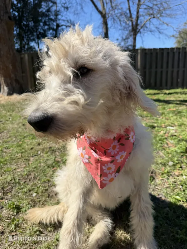 CKC F1 Labradoodle-CF