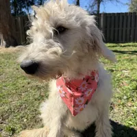 CKC F1 Labradoodle-CF, a female Labradoodle for sale in Savannah, GA – Photo 1 of 9