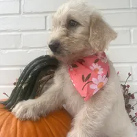 CKC F1 Labradoodle-CF, a female Labradoodle for sale in Savannah, GA – Photo 8 of 9