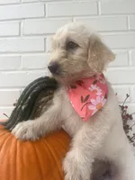 processed/cf07b309-abd6-4c21-9dec-dbdb48c7c14e/listing/e383cc44-4ebc-4532-a643-dd19c2a957fb/5f50a8d9-c1c0-4750-9666-c1f64377069d