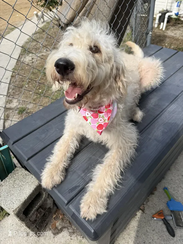 CKC F1 Labradoodle-CF – Labradoodle puppy for sale in Savannah, GA