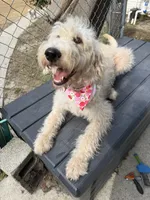 CKC F1 Labradoodle-CF, a female Labradoodle for sale in Savannah, GA – 2 of 9