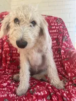 processed/cf07b309-abd6-4c21-9dec-dbdb48c7c14e/listing/e383cc44-4ebc-4532-a643-dd19c2a957fb/859a0f25-6902-4a55-a3c8-d313bceeccf0