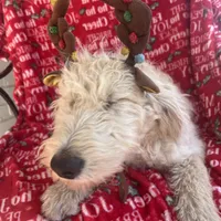 CKC F1 Labradoodle-CF, a female Labradoodle for sale in Savannah, GA – Photo 4 of 9