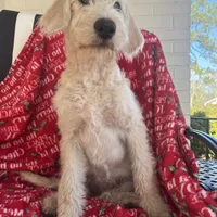 CKC F1 Labradoodle-CF, a female Labradoodle for sale in Savannah, GA – Photo 5 of 9