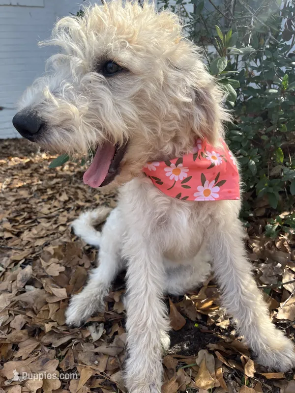 CKC F1 Labradoodle-CF