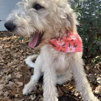 CKC F1 Labradoodle-CF, a female Labradoodle for sale in Savannah, GA – Photo 3 of 9