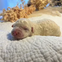 CKC F1 Labradoodle-CF, a female Labradoodle for sale in Savannah, GA – Photo 9 of 9