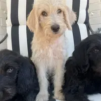 CKC F1 Labradoodle-CF, a female Labradoodle for sale in Savannah, GA – Photo 7 of 9