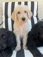 processed/cf07b309-abd6-4c21-9dec-dbdb48c7c14e/listing/e383cc44-4ebc-4532-a643-dd19c2a957fb/f4198926-f9af-4539-82ae-c7a1328d8fb9